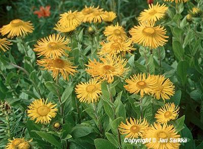  Inula orientalis 